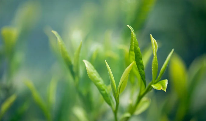 你了解茶葉最佳的沖泡方法嗎？